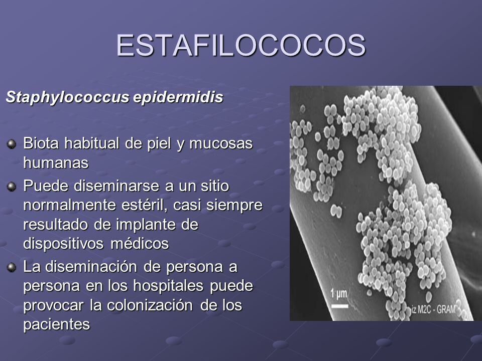 ESTAFILOCOCO EPIDERMIDIS DOWNLOAD ESTAFILOCOCO EPIDERMIDIS DOWNLOAD